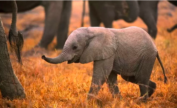 大象怀孕多久生产？