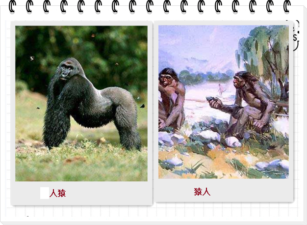 “猿人”与“人猿”有何区别？