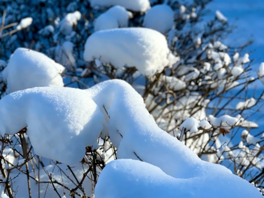 三月雪是什么意思