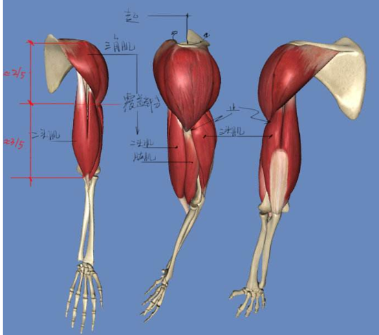手臂肌肉示意图