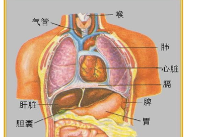 人体构造图标内脏器官位置？