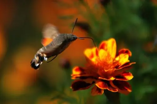云南保山惊现蛇纹巨型飞蛾，展翅25厘米，它的生活习性是怎样的？