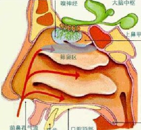 鼻窦炎要怎么治疗？