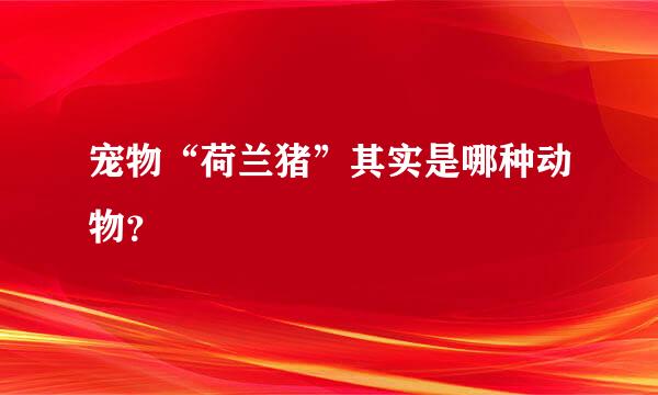 宠物“荷兰猪”其实是哪种动物？