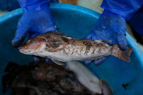 日本福岛民众担心核辐射不敢吃鱼，吃被辐射的食物对身体有何危害？