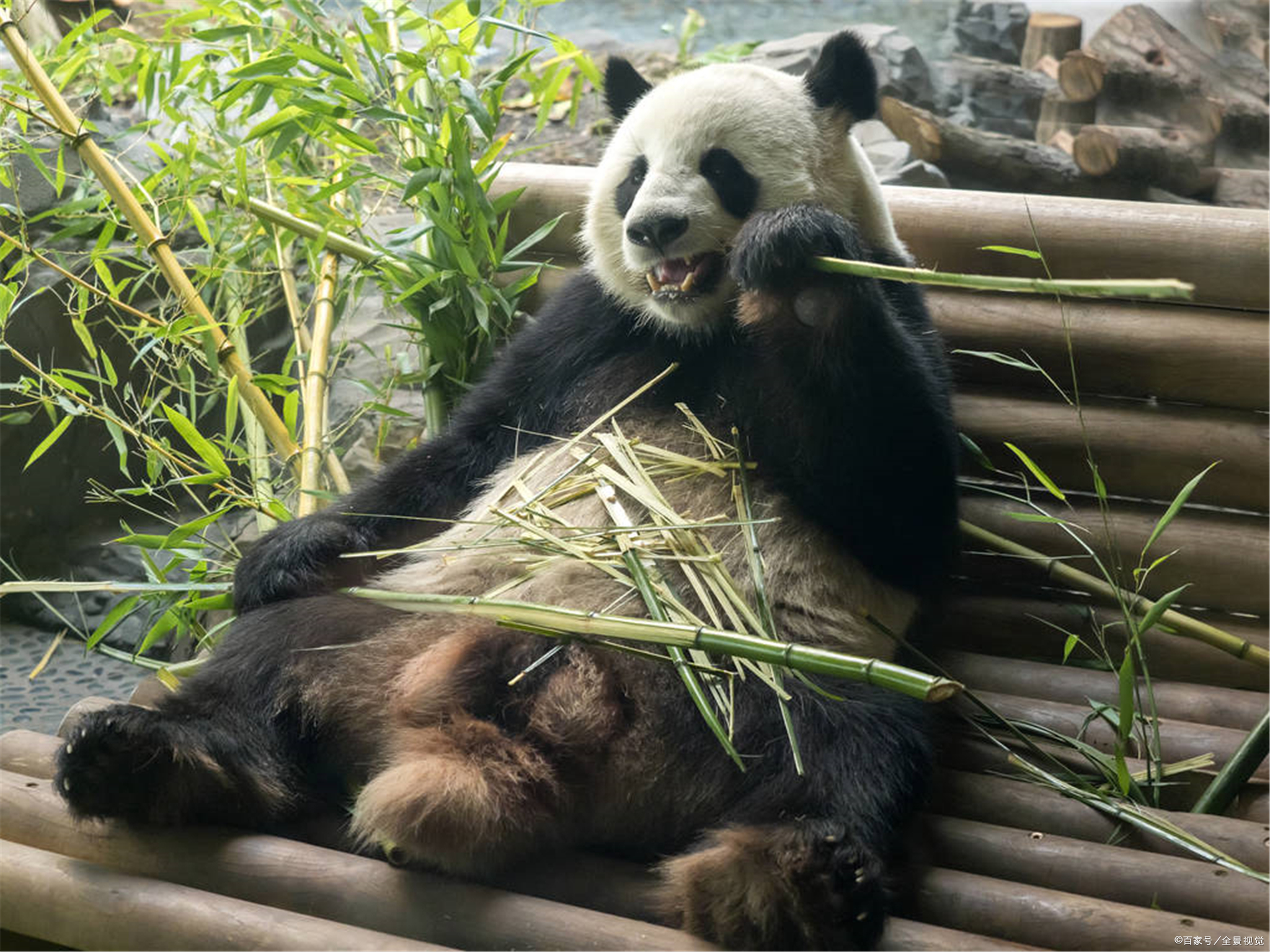 熊猫是素食动物吗