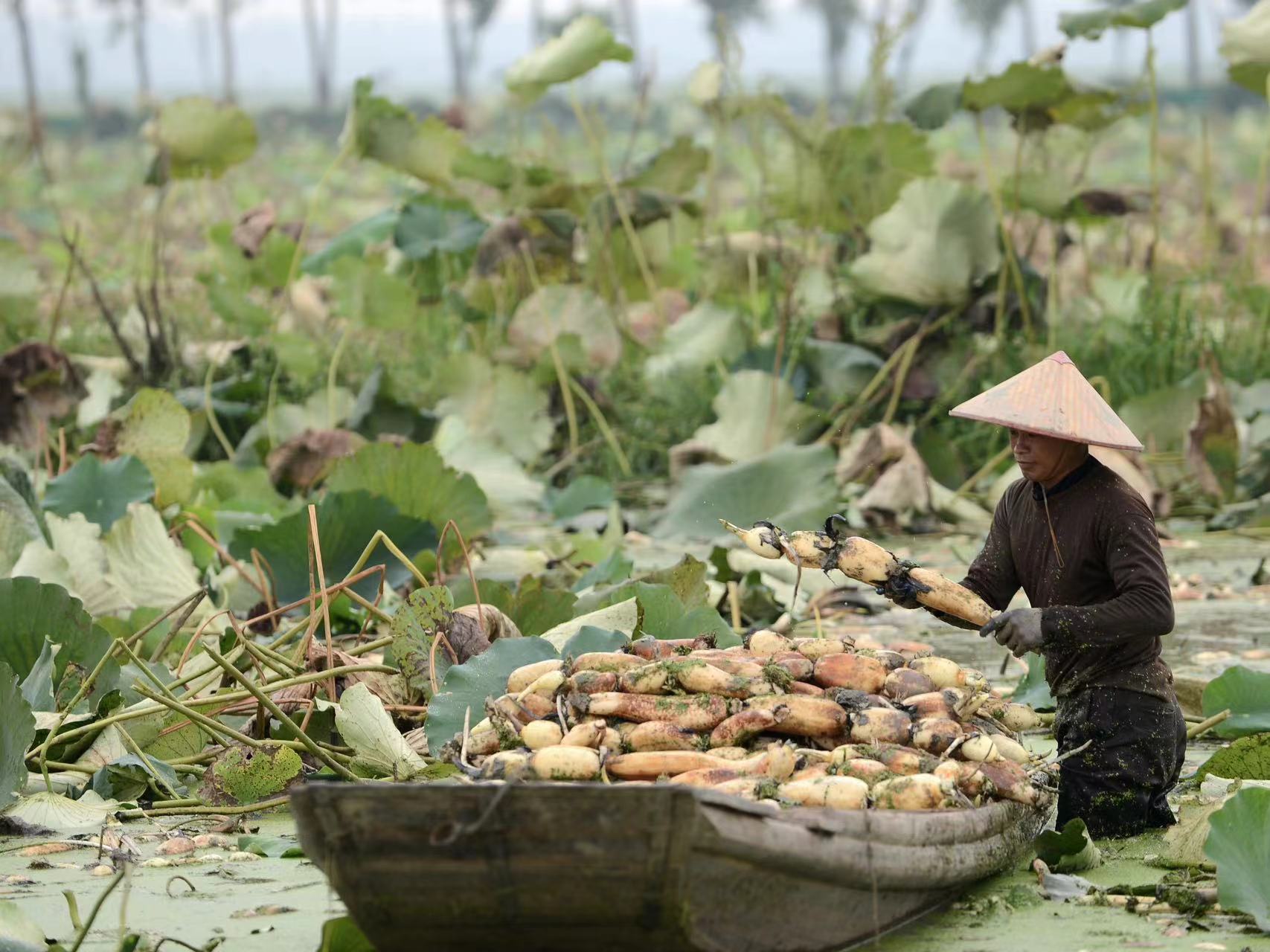 莲藕是根还是茎