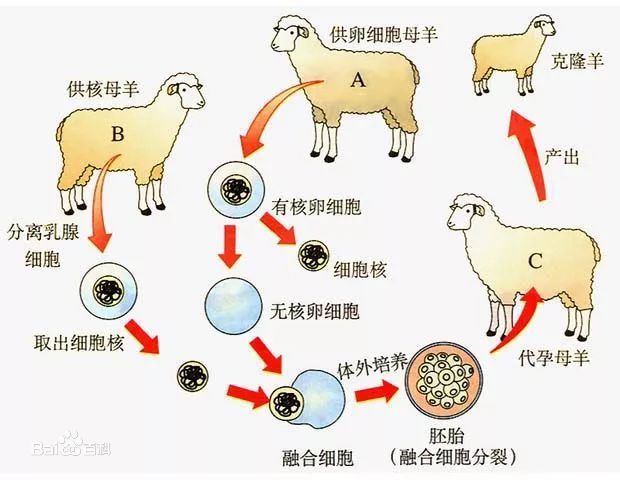 克隆技术为什么可以造福人类