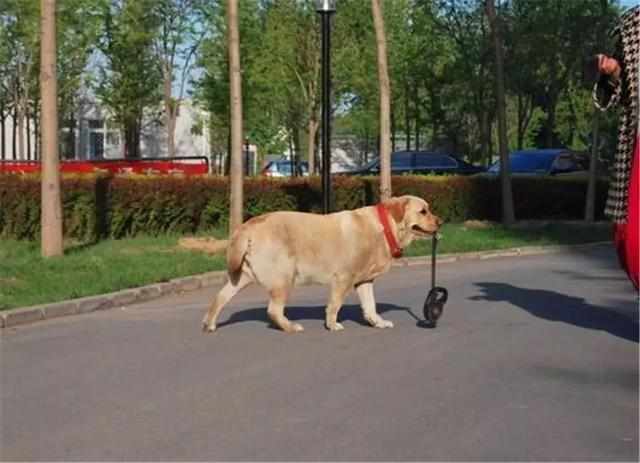 “美女犬”是什么