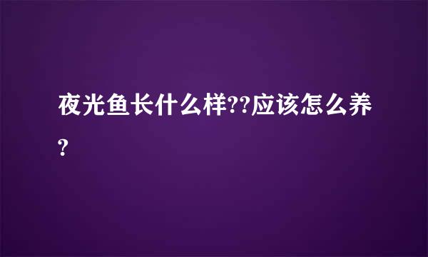 夜光鱼长什么样??应该怎么养?