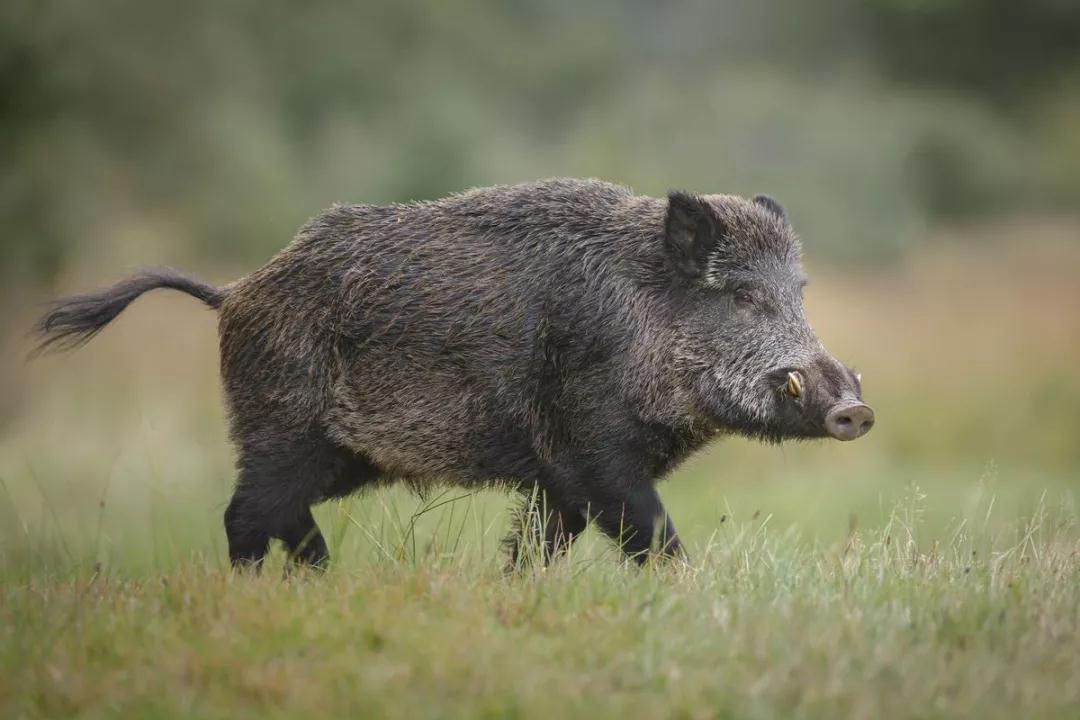 南京部分山林野猪密度已超标，野猪超标对山林的生态环境是否会造成影响？