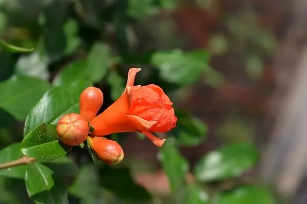 石榴花开慢慢红打一字