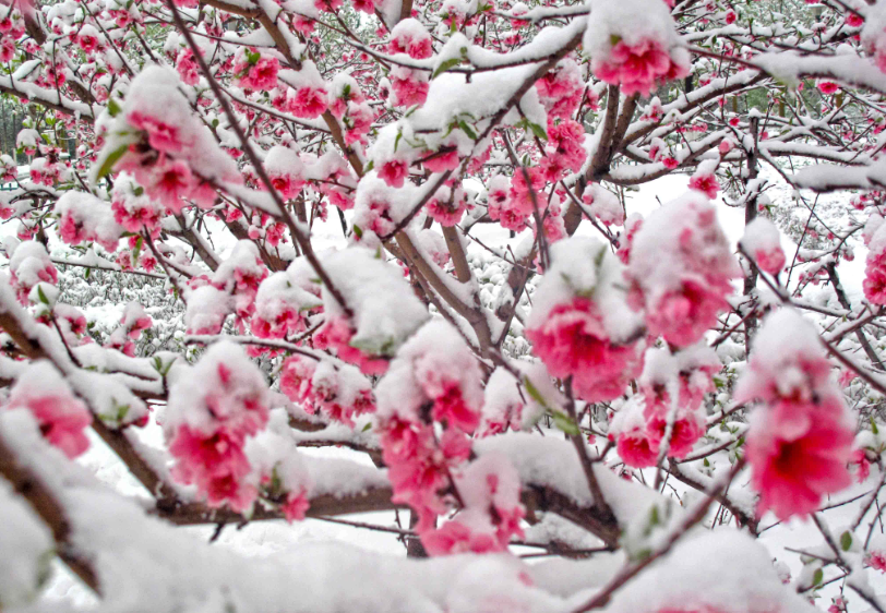 赞美三月桃花雪的佳句