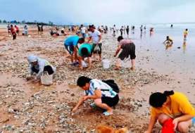 台风过后，青岛海滩上尽是海鲜，市民收获颇多！市民去捡海鲜有无风险？