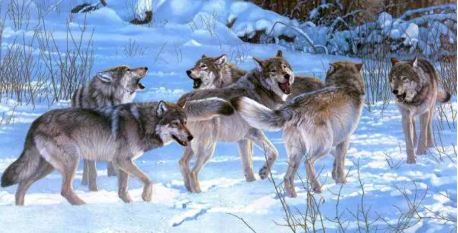 哈尔滨居民区惊现狼群特警连夜追捕，狼的杀伤力有多强？