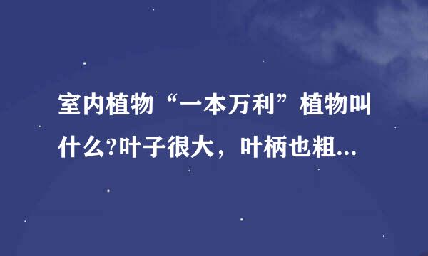 室内植物“一本万利”植物叫什么?叶子很大，叶柄也粗壮。绿的很好看。单最近叶子开始枯黄。