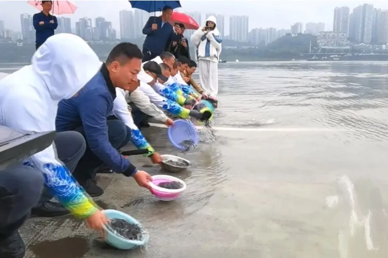 佛山有居民发现一公园湖中惊现多条鳄雀鳝，为何近期会出现这么多鳄雀鳝？