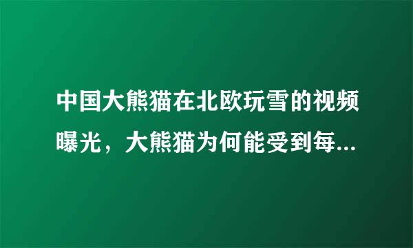 中国大熊猫在北欧玩雪的视频曝光，大熊猫为何能受到每个国家的喜爱？