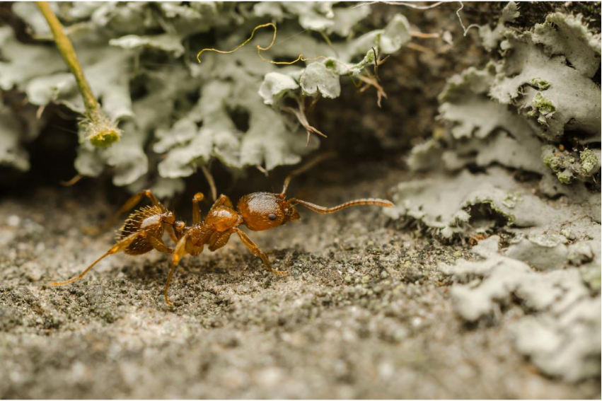 蚁的组词是什么