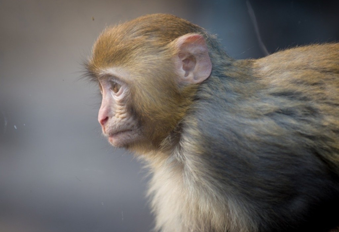 绍兴一动物园内一猴子长着国字脸络腮胡，这只猴子为何如此与众不同？