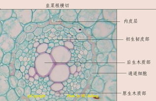 甘肃407岁梨树被烧空心仍能结果，这是为什么？