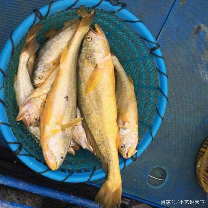 浙江渔民一夜捕捞3000斤黄鱼，这些鱼值多少钱？