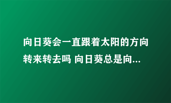 向日葵会一直跟着太阳的方向转来转去吗 向日葵总是向着太阳转吗