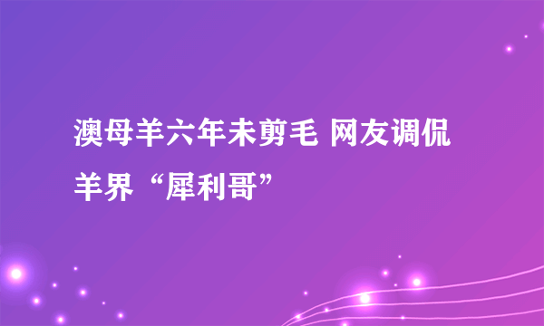 澳母羊六年未剪毛 网友调侃羊界“犀利哥”