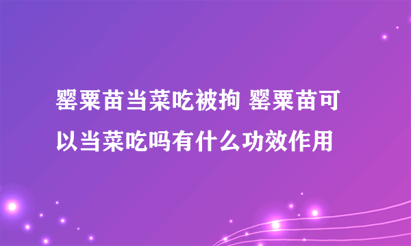 罂粟苗当菜吃被拘 罂粟苗可以当菜吃吗有什么功效作用