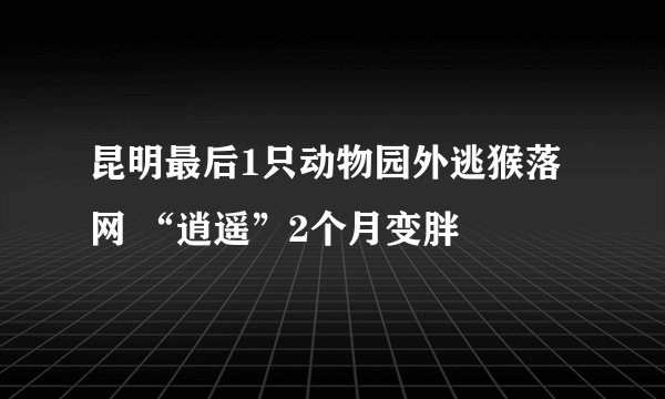 昆明最后1只动物园外逃猴落网 “逍遥”2个月变胖