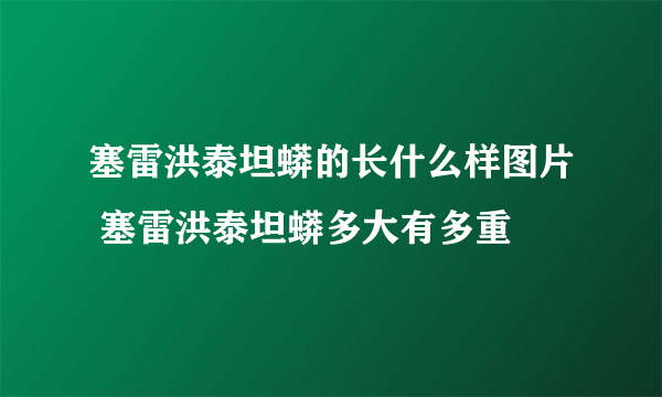 塞雷洪泰坦蟒的长什么样图片 塞雷洪泰坦蟒多大有多重