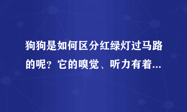 狗狗是如何区分红绿灯过马路的呢？它的嗅觉、听力有着哪些作用呢