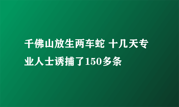 千佛山放生两车蛇 十几天专业人士诱捕了150多条