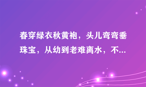 春穿绿衣秋黄袍，头儿弯弯垂珠宝，从幼到老难离水，不洗澡来只泡脚(打一植物)