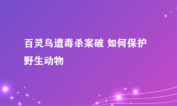 百灵鸟遭毒杀案破 如何保护野生动物