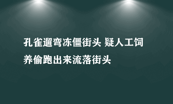 孔雀遛弯冻僵街头 疑人工饲养偷跑出来流落街头