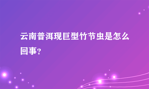 云南普洱现巨型竹节虫是怎么回事？