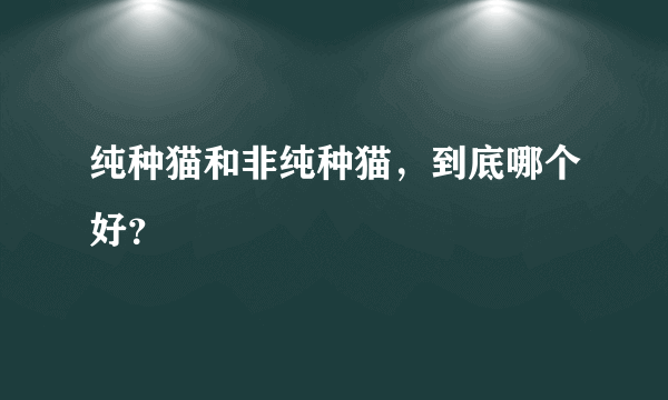 纯种猫和非纯种猫，到底哪个好？