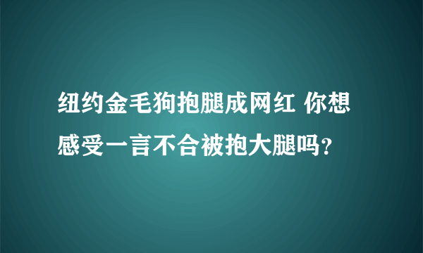 纽约金毛狗抱腿成网红 你想感受一言不合被抱大腿吗？