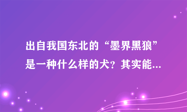 出自我国东北的“墨界黑狼”是一种什么样的犬？其实能力不输德牧