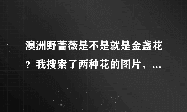 澳洲野蔷薇是不是就是金盏花？我搜索了两种花的图片，蛮像的，只是澳洲野蔷薇的花色是紫色。