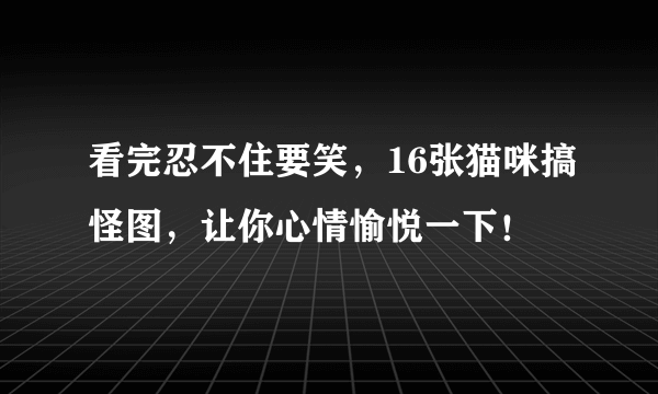 看完忍不住要笑，16张猫咪搞怪图，让你心情愉悦一下！