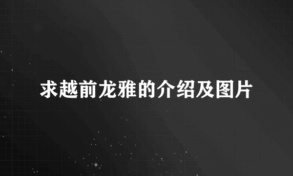 求越前龙雅的介绍及图片