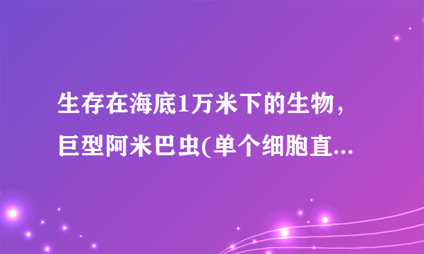 生存在海底1万米下的生物，巨型阿米巴虫(单个细胞直径超过10CM)