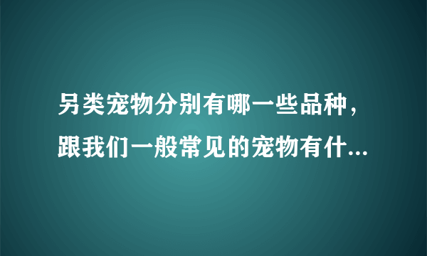 另类宠物分别有哪一些品种，跟我们一般常见的宠物有什么区别？