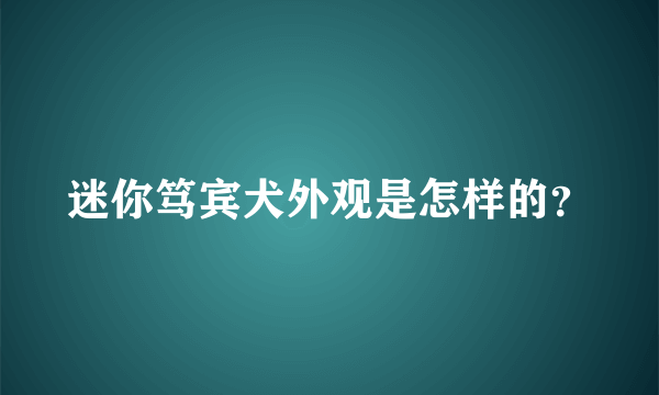 迷你笃宾犬外观是怎样的？