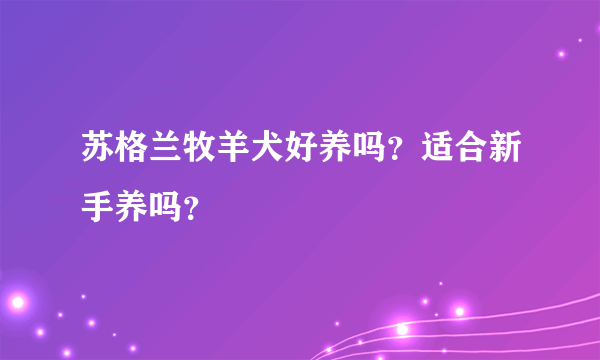 苏格兰牧羊犬好养吗？适合新手养吗？