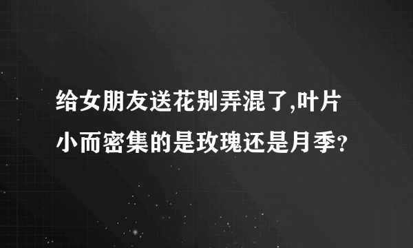 给女朋友送花别弄混了,叶片小而密集的是玫瑰还是月季？