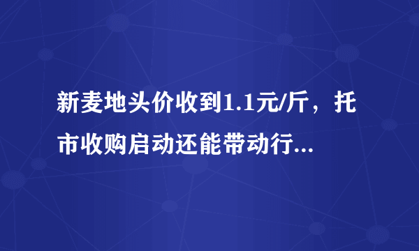 新麦地头价收到1.1元/斤，托市收购启动还能带动行情上涨吗？