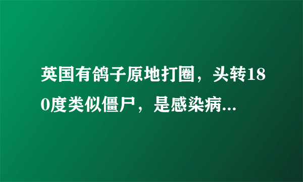 英国有鸽子原地打圈，头转180度类似僵尸，是感染病毒还是寄生虫？